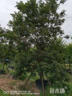 10公分黄花风铃木