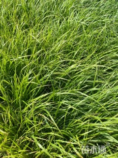 高度20厘米紫穗狼尾草