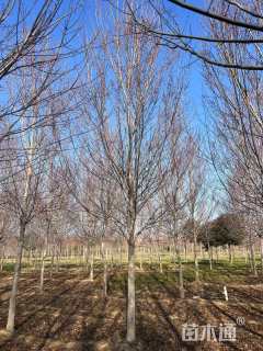 12公分美国红枫-红冠