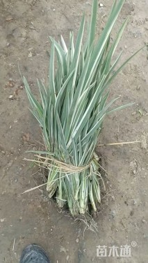 高度30厘米花叶玉蝉花
