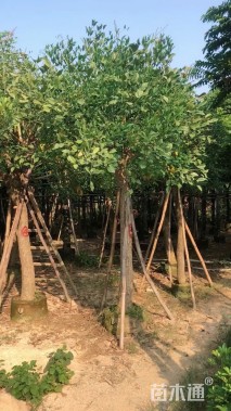 12公分鸡冠刺桐