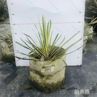 高度120厘米金边凤尾兰
