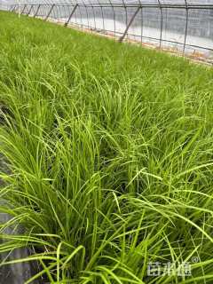 高度20厘米金叶石菖蒲