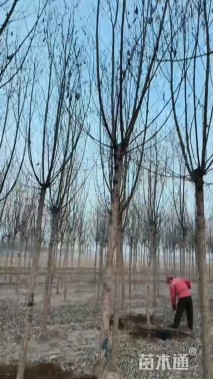 8公分竹柳