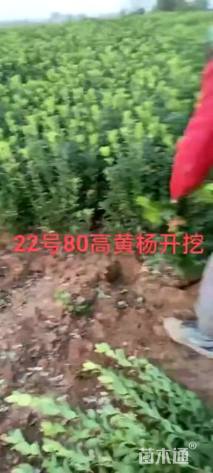 高度40厘米大叶黄杨