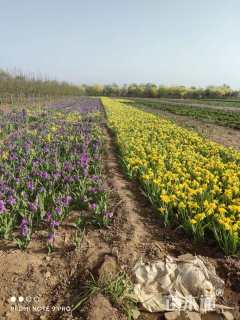 高度30厘米鸢尾