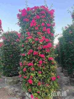 高度50厘米三角梅