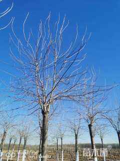 12公分金叶白蜡