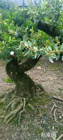 精品，黄揚，盆景