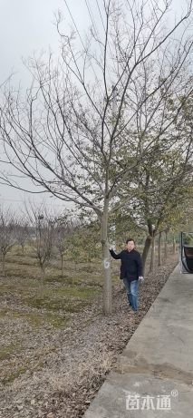 15公分朴树