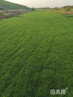 草卷状中华结缕草