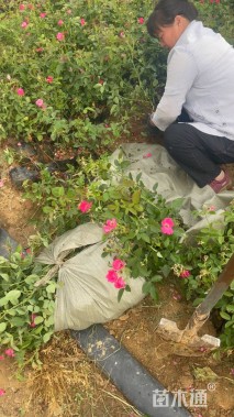 高度35厘米丰花月季