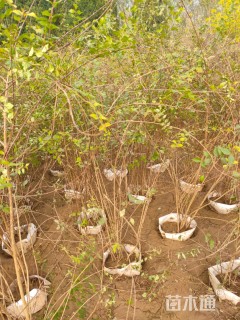 高度1.7厘米猬实