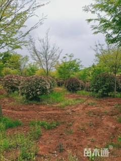 冠幅200厘米红叶石楠球