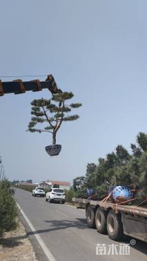12公分造型油松