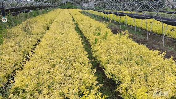 高度25厘米金冠女贞