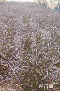 高度30厘米紫叶狼尾草