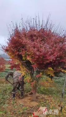 8公分日本红枫-红舞姬