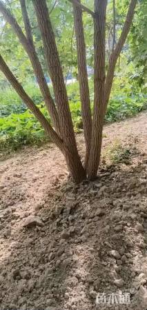 高度500厘米丛生元宝枫