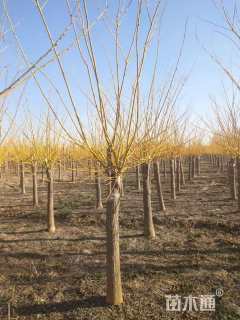 12公分矮接金枝槐