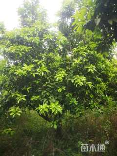 18公分(3杆)丛生香泡