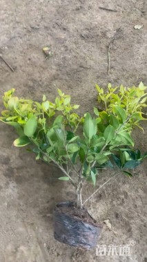 高度50厘米金森女贞