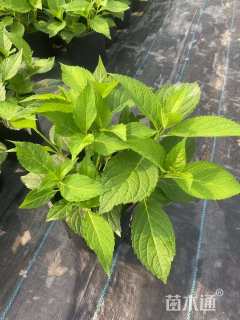 高度30厘米无尽夏绣球