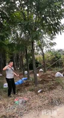12公分香花槐