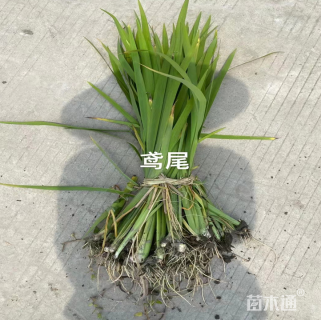 高度15厘米水生鸢尾