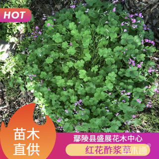 高度20厘米红花酢浆草