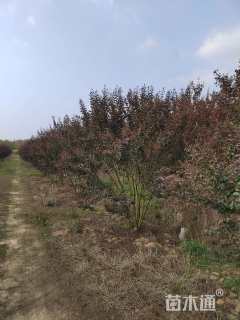 高度300厘米丛生紫薇