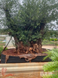 高度200厘米尖叶木樨榄