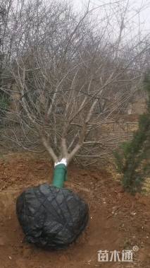 10公分高原之火海棠