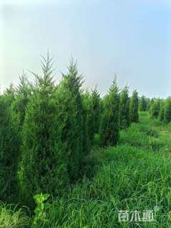 高度250厘米桧柏