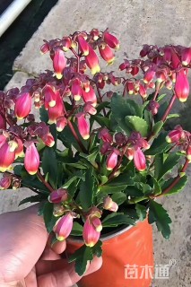 高度30厘米宫灯长寿花