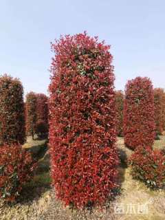 冠幅150厘米红叶石楠球