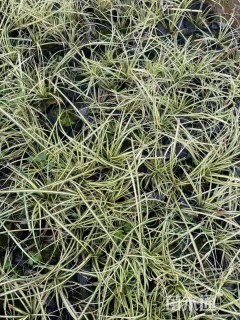 高度20厘米金叶苔草