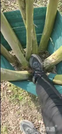 高度500厘米丛生紫薇