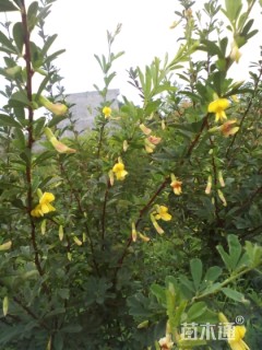 高度10厘米锦鸡儿