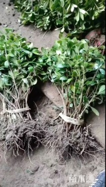 高度35厘米海桐