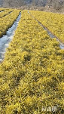 高度12厘米樟子松