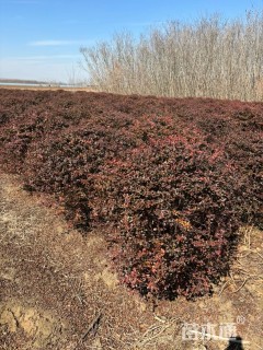 高度85厘米小丑火棘球