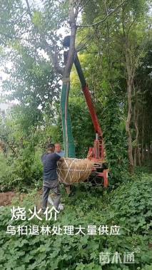 18公分乌桕