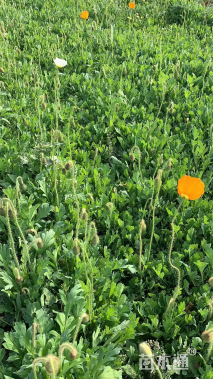 高度15厘米虞美人