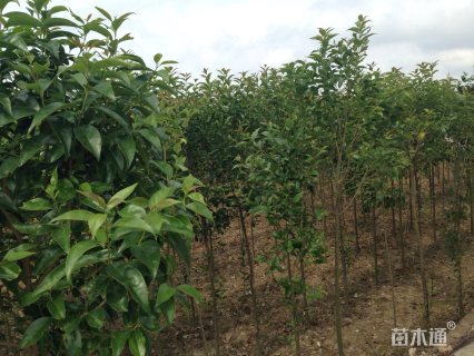 8公分大叶女贞