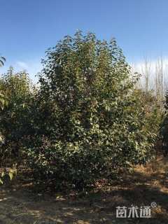 高度350厘米丛生大叶女贞