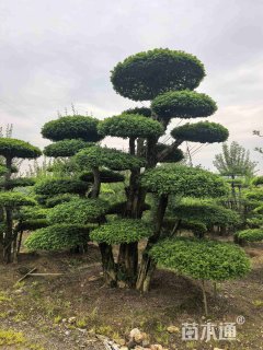 45公分对节白蜡