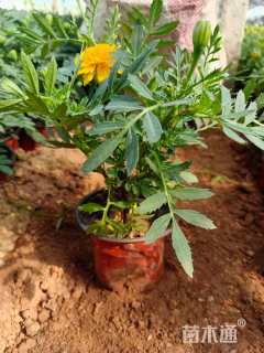 高度20厘米孔雀草