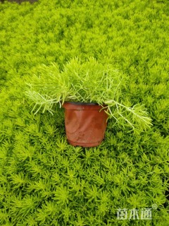 高度15厘米金叶佛甲草