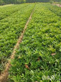 高度40厘米十大功劳